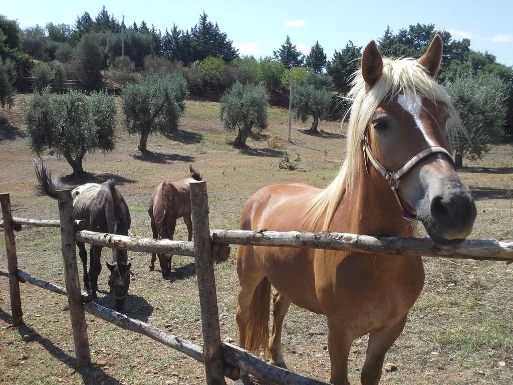 Agriturismo Terranova Pensionat Pisticci Exteriör bild